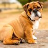éducation du bulldog anglais 